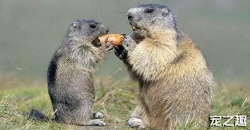 国产土拨鼠怎么喂养视频,视频揭秘科学喂养方法